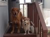 Rufus & Albus